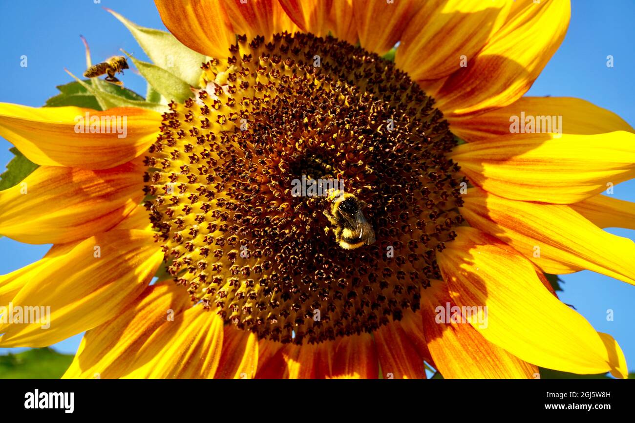 Bumblebee e un'ape che raccolgono polline da un girasole da vicino Foto Stock