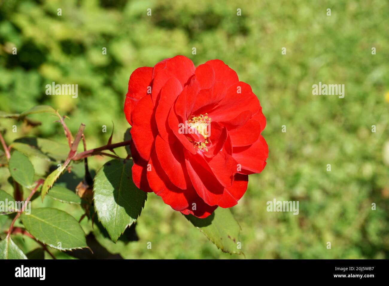 Le rose rosse vivide nel giardino si chiudono in primo piano in una giornata estiva Foto Stock