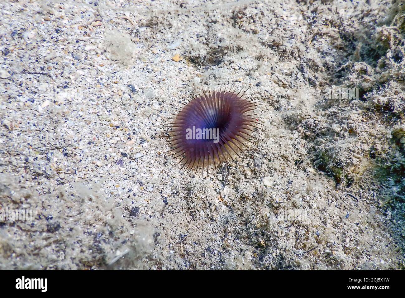 Verme tubo di lime (Myxicola infundibuum) fondo marino, Wildlife Foto Stock