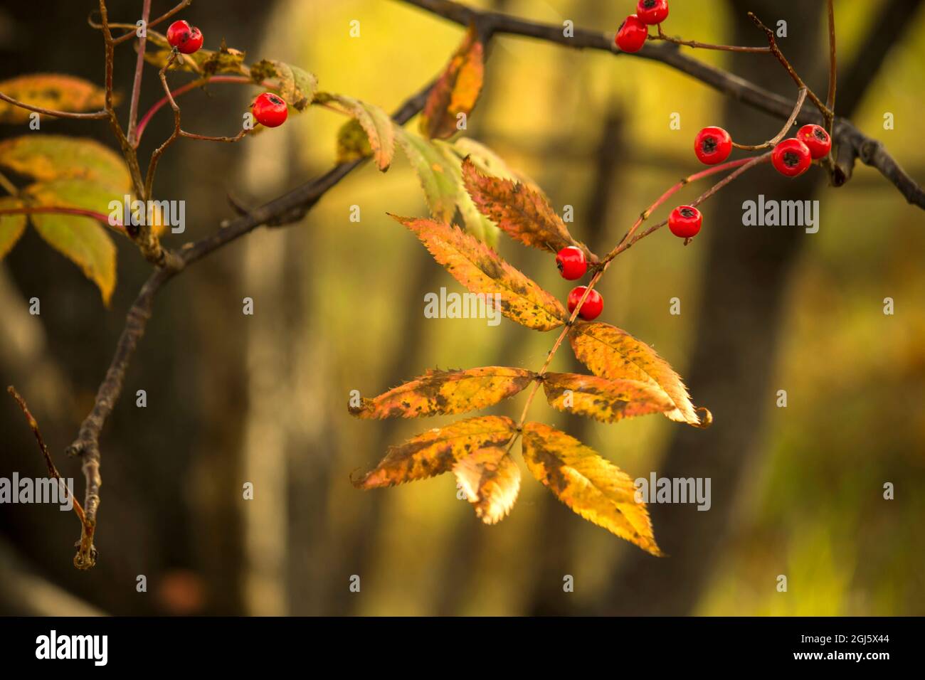 Primo piano foto delle foglie di cenere di montagna che in autunno sono gialle Foto Stock