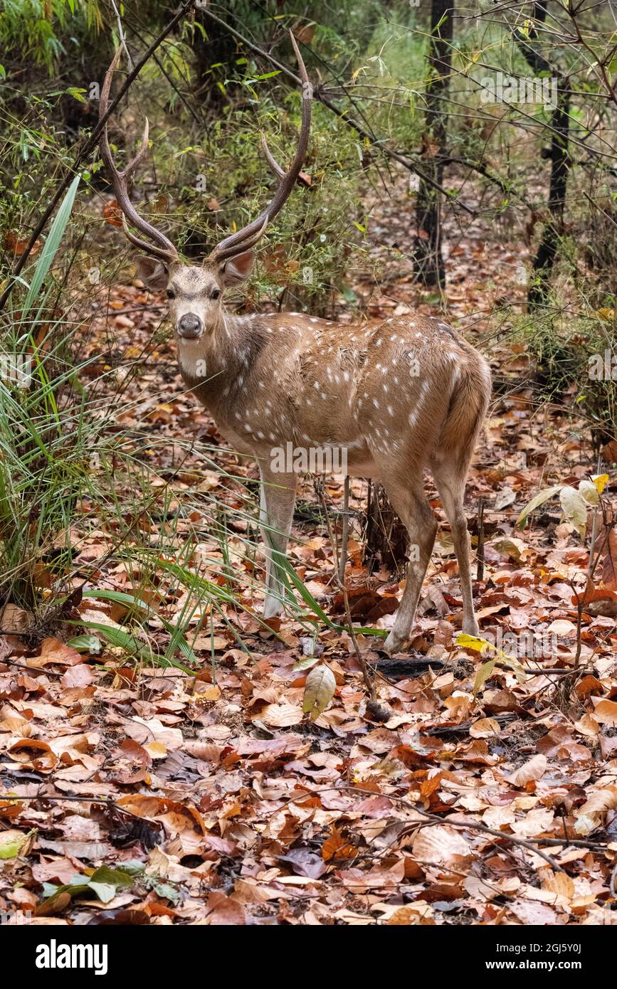 India, Madhya Pradesh, Bandhavgarh National Park. Cervo vitale maschio, noto anche come cervo macinato (asse) Foto Stock
