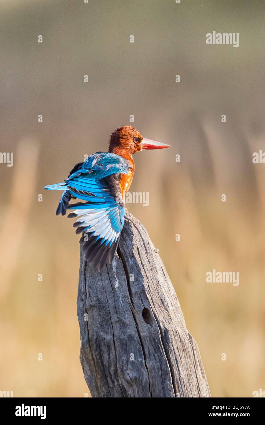 India, Madhya Pradesh, Parco Nazionale di Kanha. Un Martin pescatore dal lancio bianco che allunga la sua ala dopo le immersioni. Foto Stock