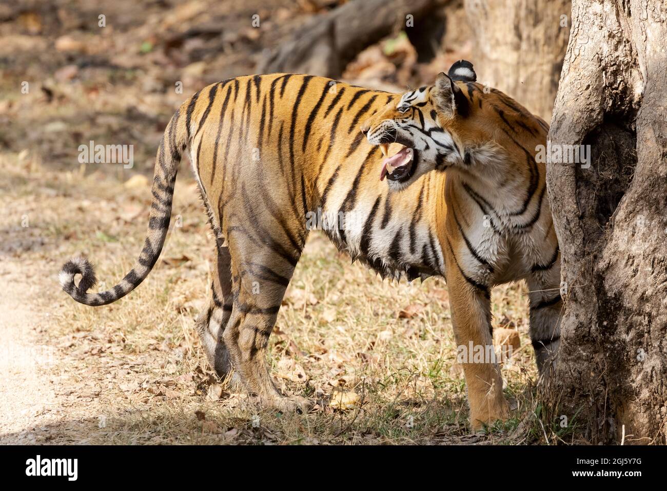 India, Madhya Pradesh, Parco Nazionale di Kanha. Una tigre bengala femmina che sniffing il tronco dell'albero e fa un puledro per identificare meglio l'odore. Foto Stock