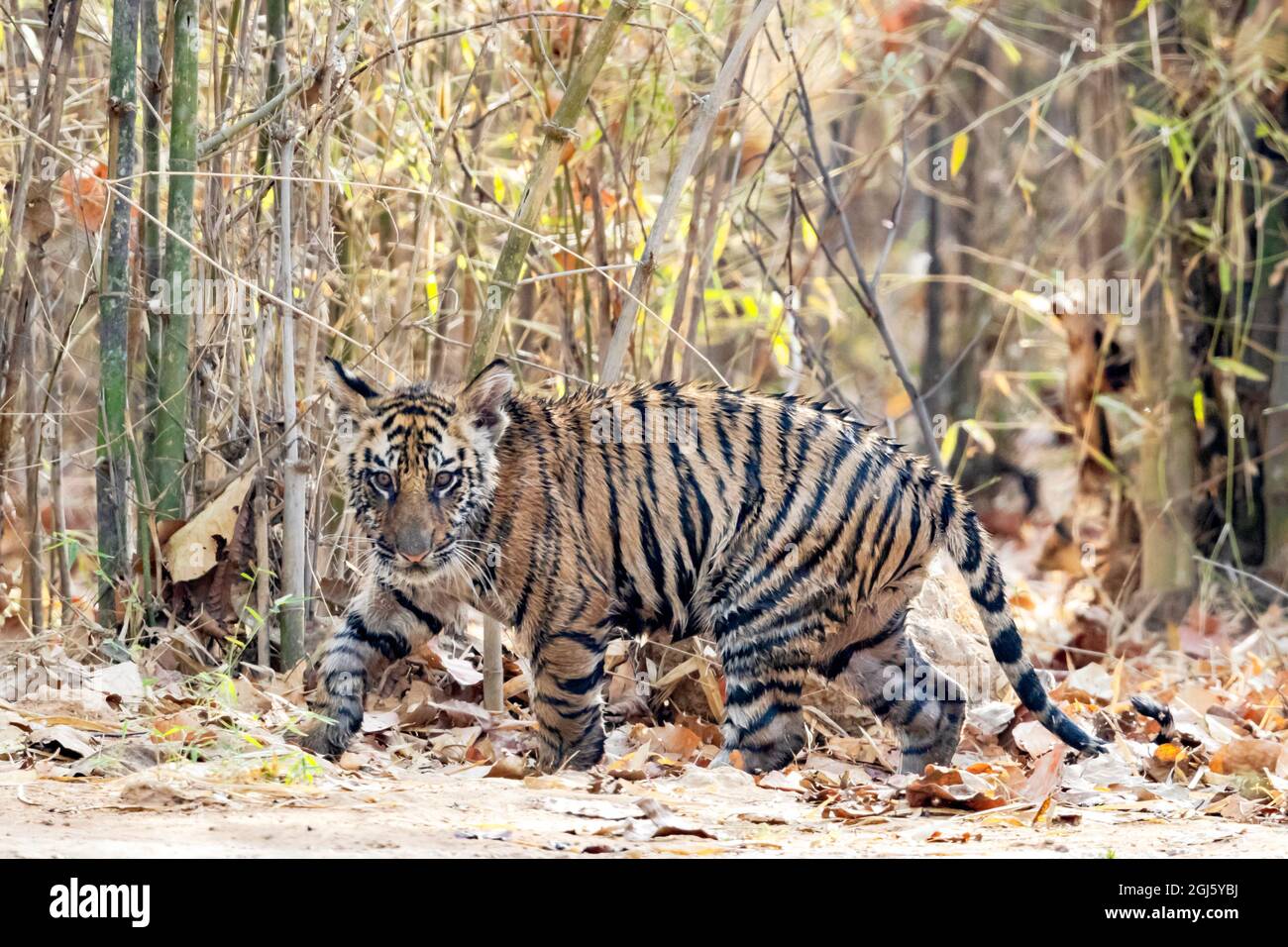 India, Madhya Pradesh, Bandhavgarh National Park. Un cucciolo di tigre bengala cammina lungo l'apertura della foresta. Foto Stock
