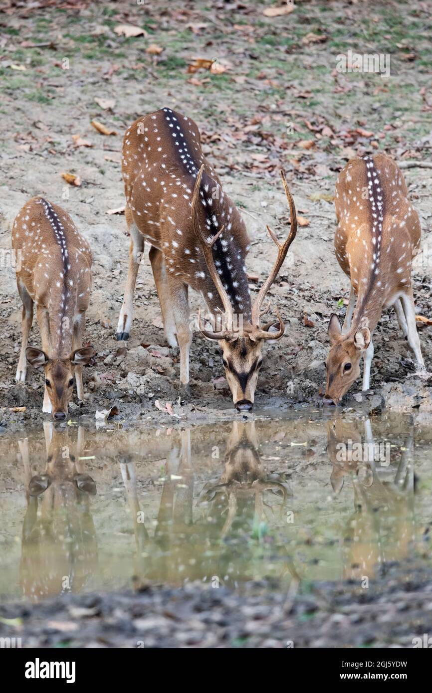 India, Madhya Pradesh, Parco Nazionale di Kanha. Un cervo macchiato beve un capriolo con un capriolo e uno giovane. Foto Stock