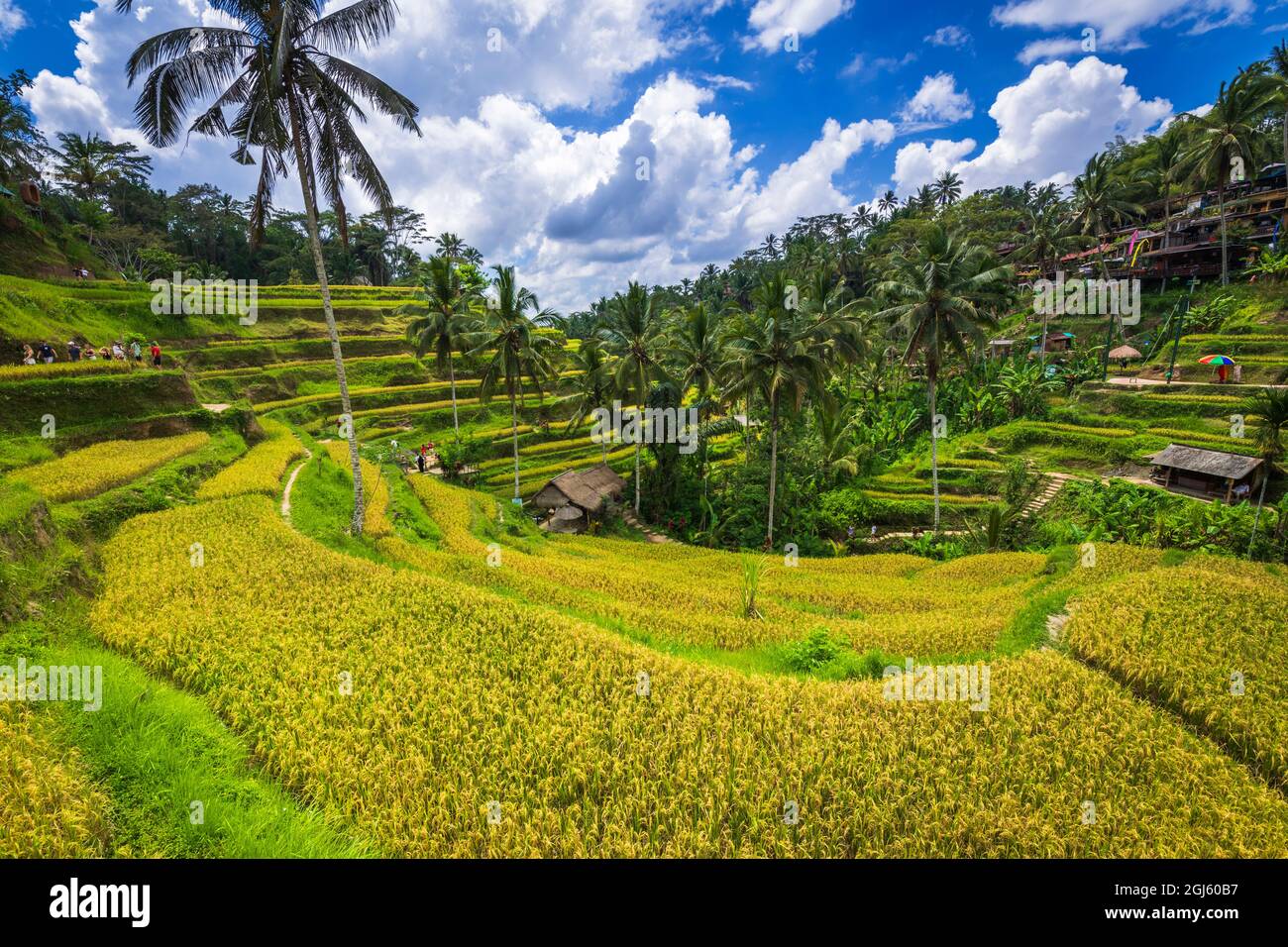 Campi Di Riso A Tegallalang Rice Terrace, Bali, Indonesia Foto Stock