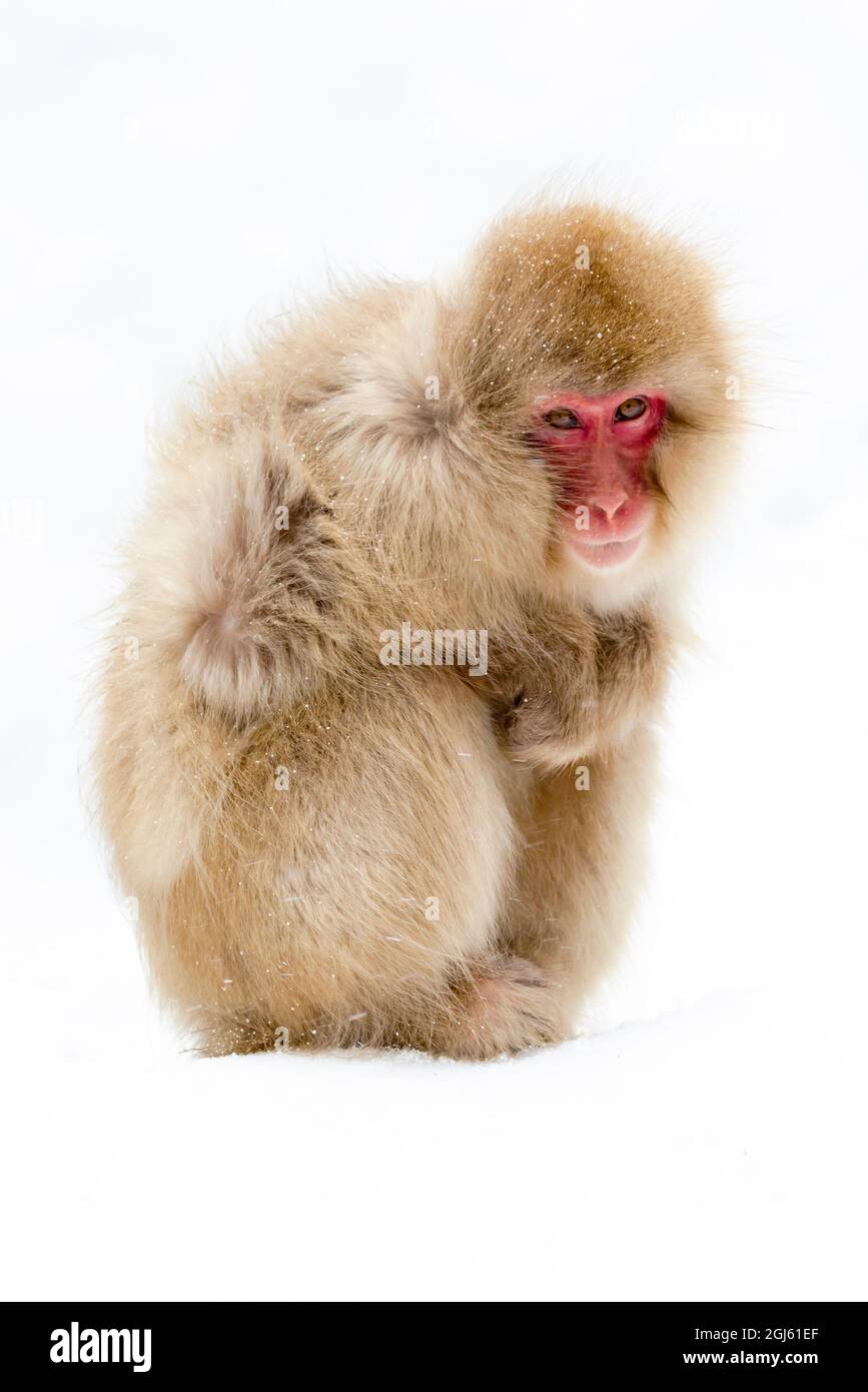 Asia, Giappone, Nagano, Jigokudani Yaen Koen, Snow Monkey Park, Macaco giapponese, macaca fuscata. Ritratto di un macaco giapponese nella neve con la sua pelliccia Foto Stock