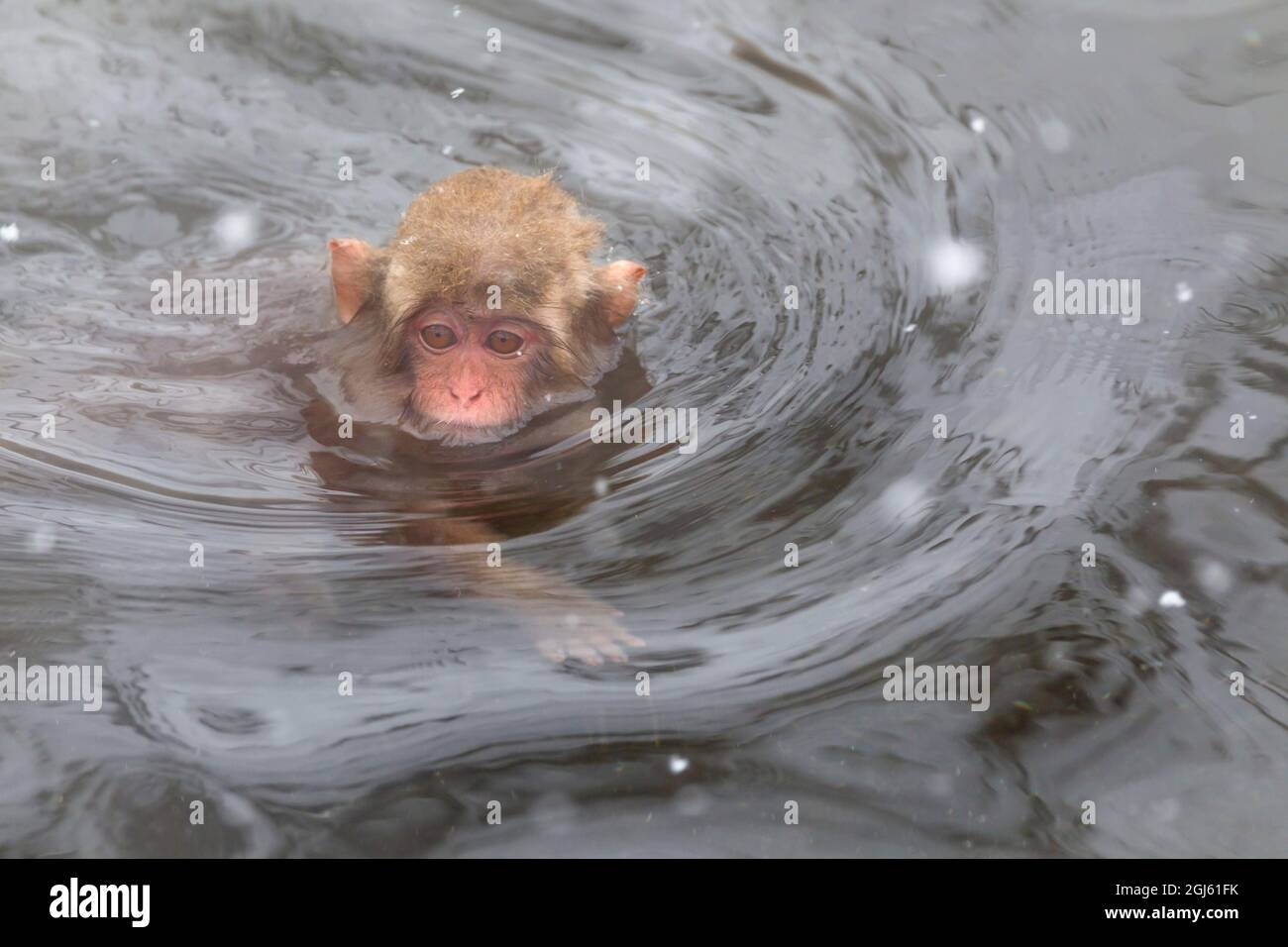 Asia, Giappone, Nagano, Jigokudani Yaen Koen, Snow Monkey Park, Macaco giapponese, macaca fuscata. Un piccolo macaco giapponese nuota nella piscina termale. Foto Stock