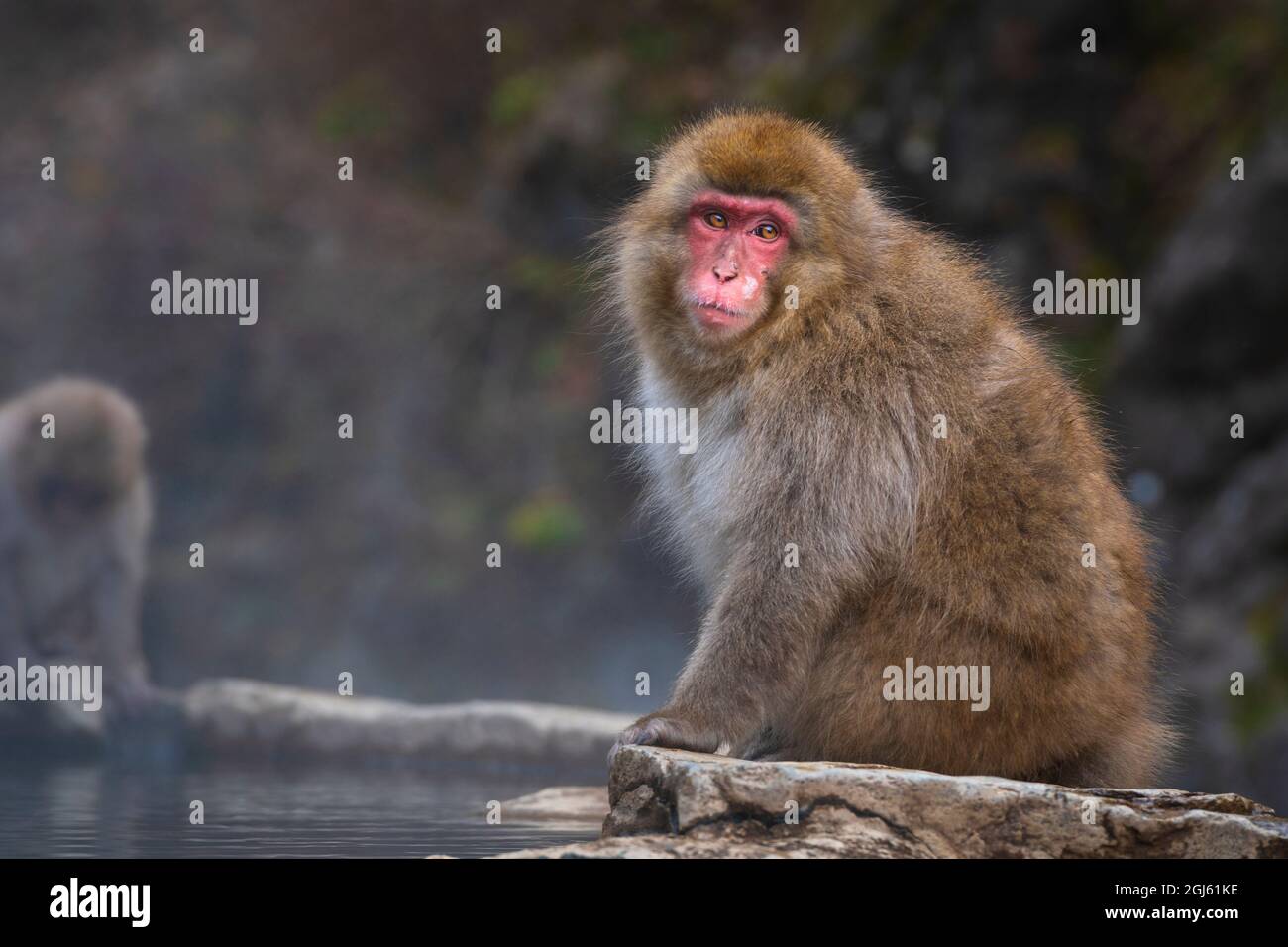 Una scimmia di neve, macaco, seduto nel onsen, acque calde, del Parco Jigokudani, Giappone. Foto Stock