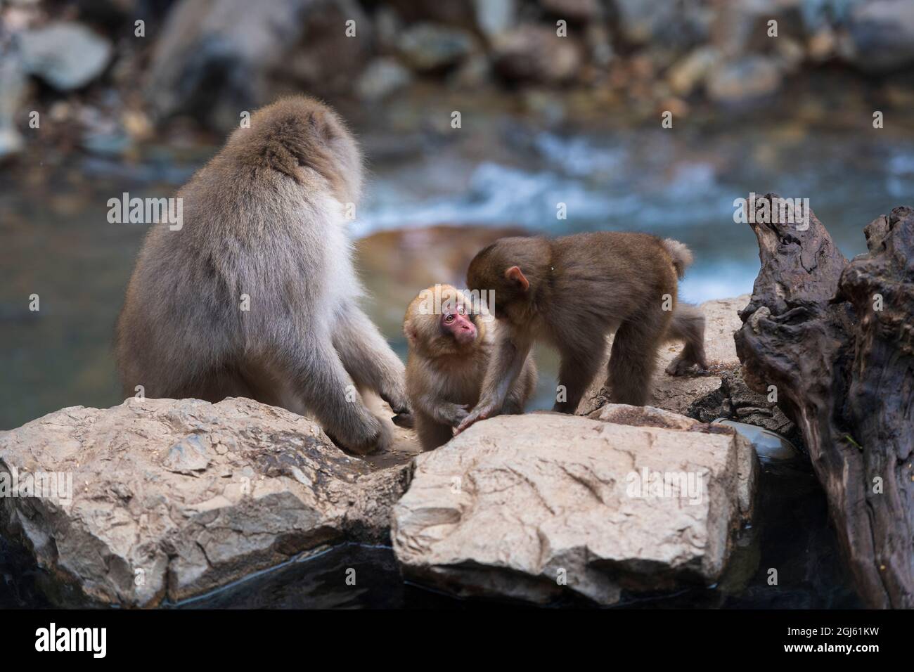 Un macaco giovanile, scimmia della neve giapponese, guardando un altro giovane con un adulto seduto nelle vicinanze, sul bordo delle sorgenti di acqua calda, Jigokudani M. Foto Stock