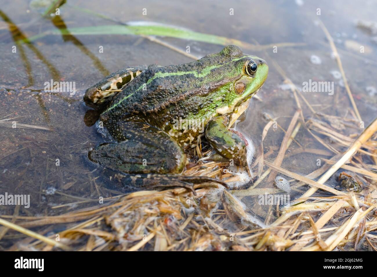 Rana del lago, rana di palude, rana commestibile nel laghetto. La rana verde è nell'acqua Foto Stock