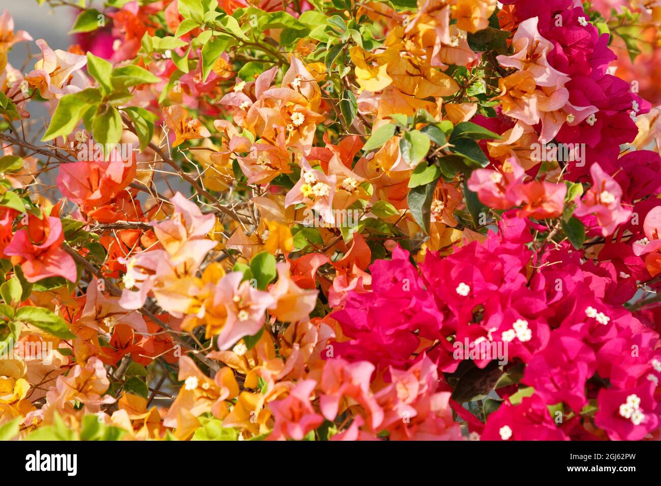 Stato del Qatar, Doha. Bougainvillea glabra Choisy, Gouhanamiya, paperflower. Colore fucsia chiaro, rosa e arancione. Foto Stock