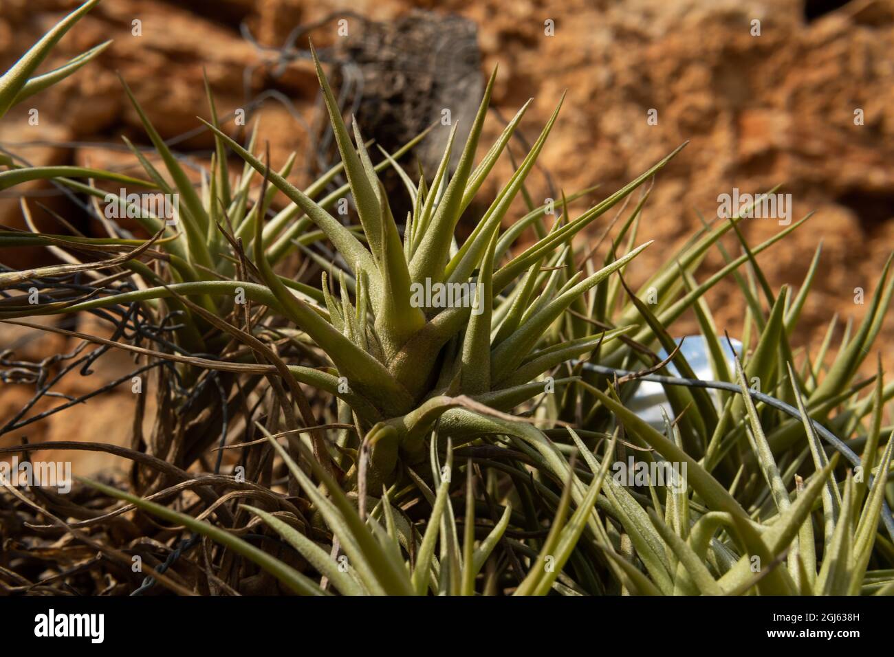 Primo piano della pianta del garofano d'aria, Tillandsia aeranthos, in un  giardino rustico sull'isola di Maiorca, Spagna Foto stock - Alamy