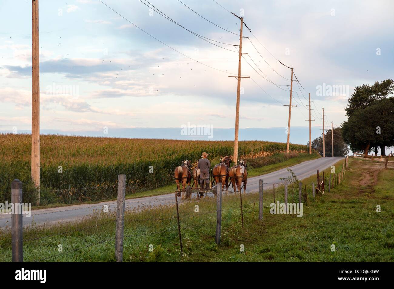 Amish fattoria, cavalli da lavoro belgi tirando carrello giù strada di campagna, Estate, Indiana, Stati Uniti d'America, di James D Coppinger/Dembinsky Photo Assoc Foto Stock