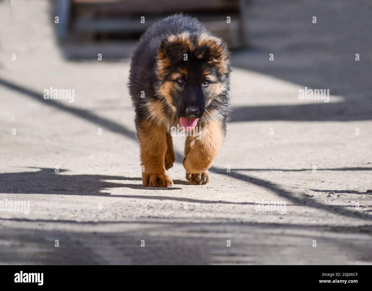 Cucciolo di razza Pastore tedesca utilizzato per la protezione, sport canini, così come cani per la famiglia. Foto Stock