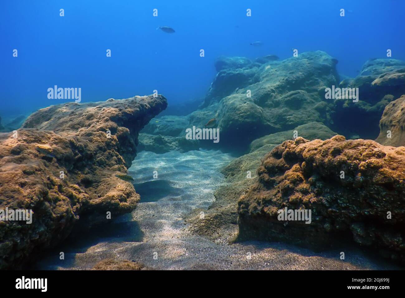 Sea Life rocce sottomarine luce del sole, vita sottomarine Foto Stock