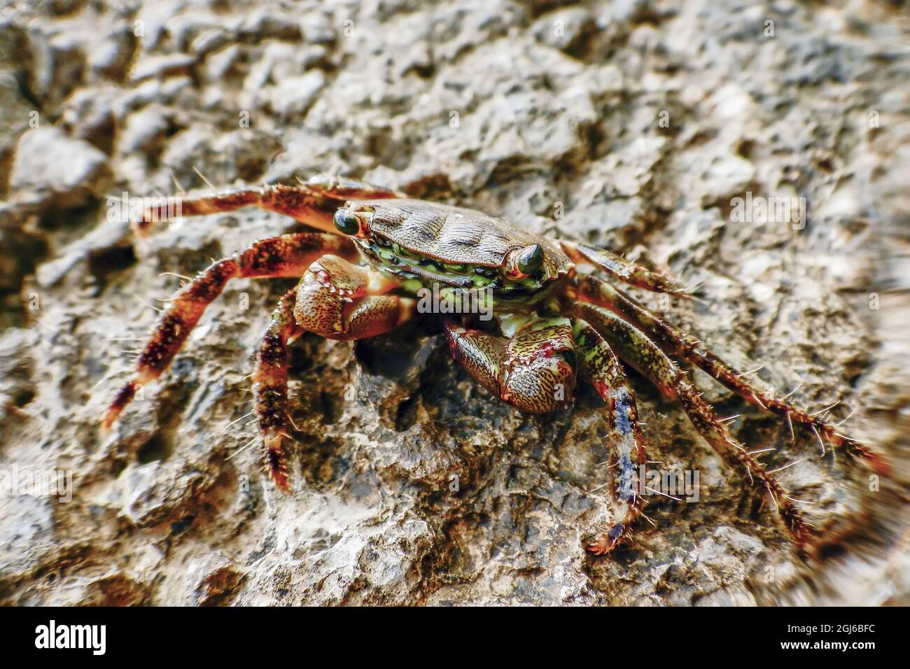 Granchio di roccia marmorizzato (Pachygrasus marmoratus) Granchio di closeup Foto Stock