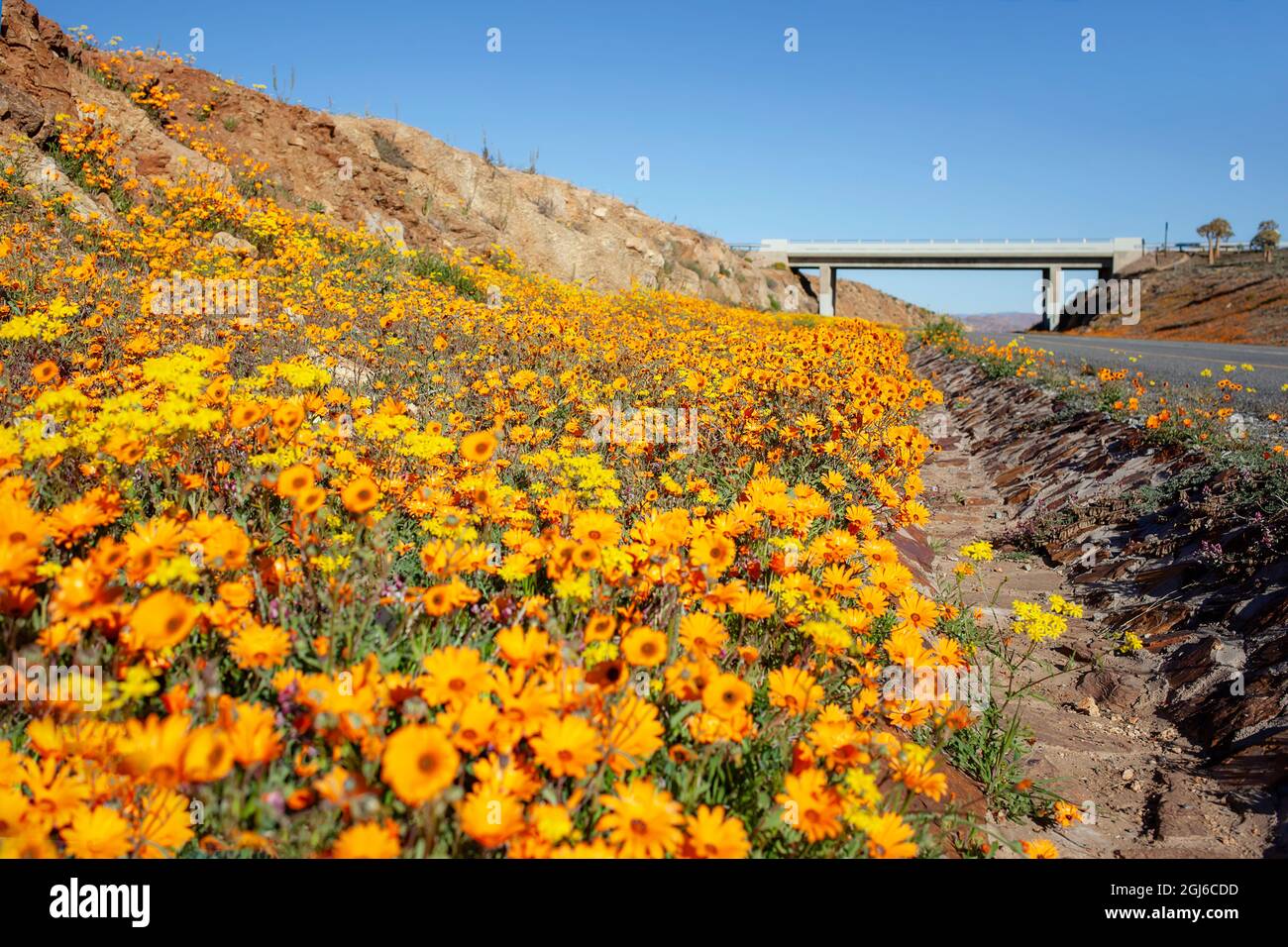 Bridge e margherite, N7 e R355, Springbok, Namaqualand, Northern Cape Foto Stock