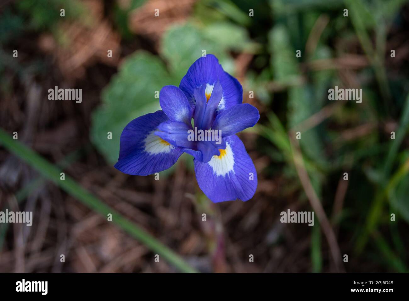 Moraea sirinchio. Dado barbaro Foto Stock