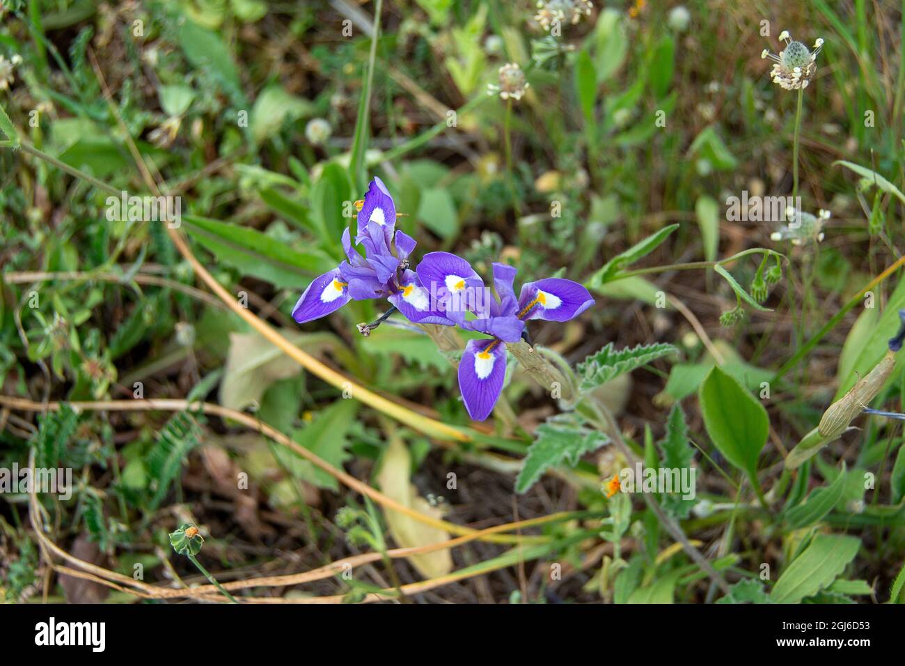 Moraea sirinchio. Dado barbaro Foto Stock