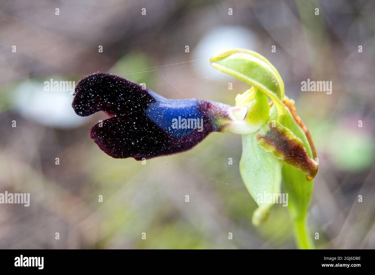 Ophrys atlantica Foto Stock