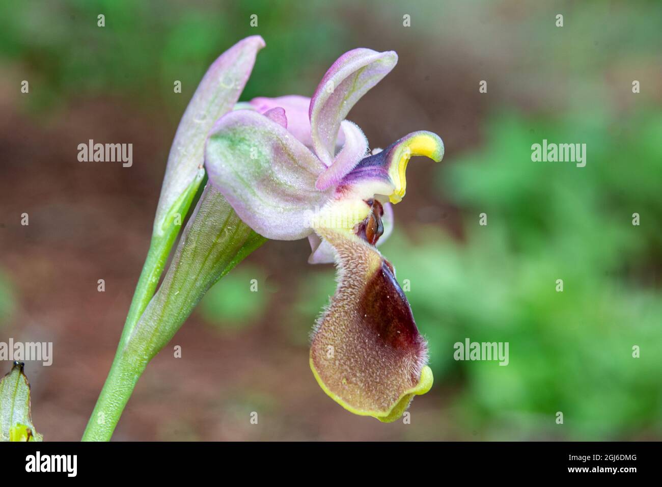 Ophrys tenthredinifera Foto Stock