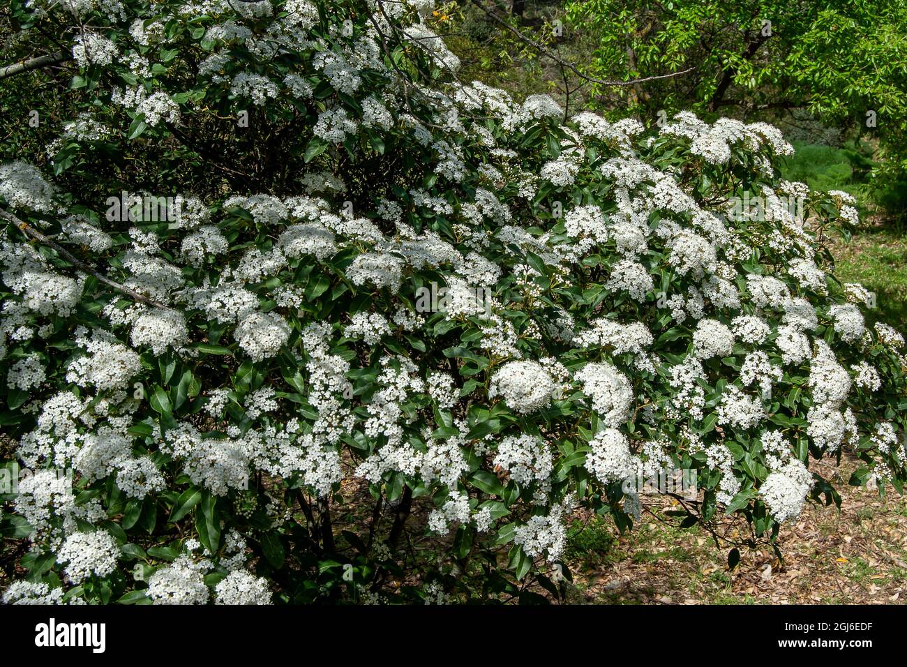 Viburnum tinus. Laurustino Foto Stock