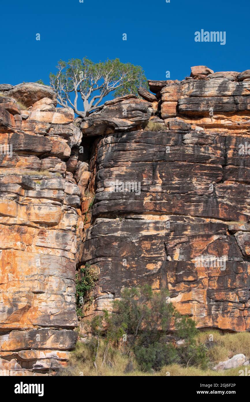 Australia Occidentale, Kimberley Coast, Koolama Bay, King George River. Tipico paesaggio rosso roccioso di Kimberley con albero gengivale. Foto Stock