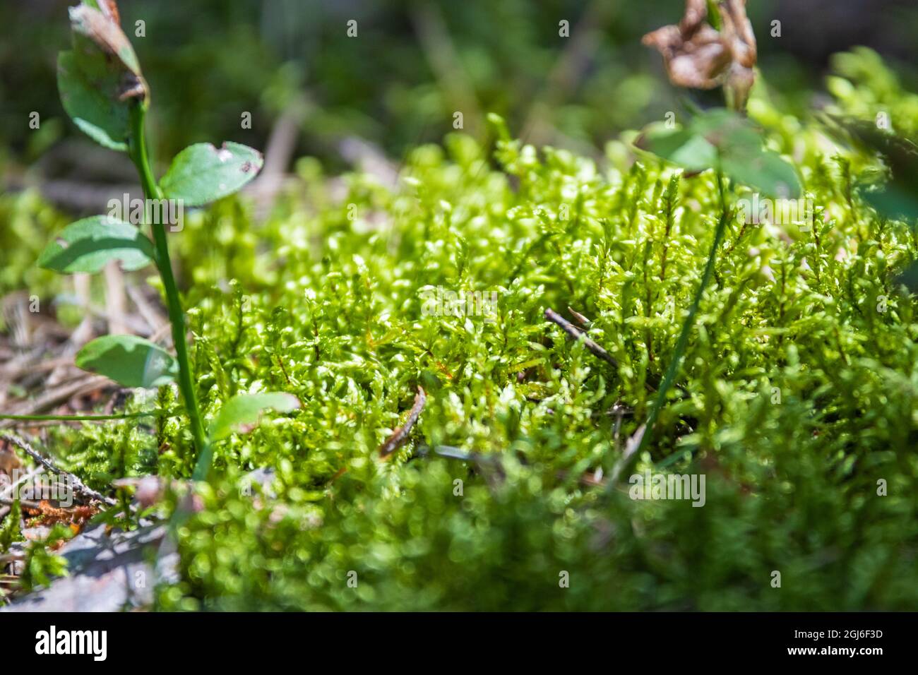 primo piano di muschio illuminato dal sole in una fitta foresta con focalizzazione su parte del muschio e dintorni sfocati Foto Stock