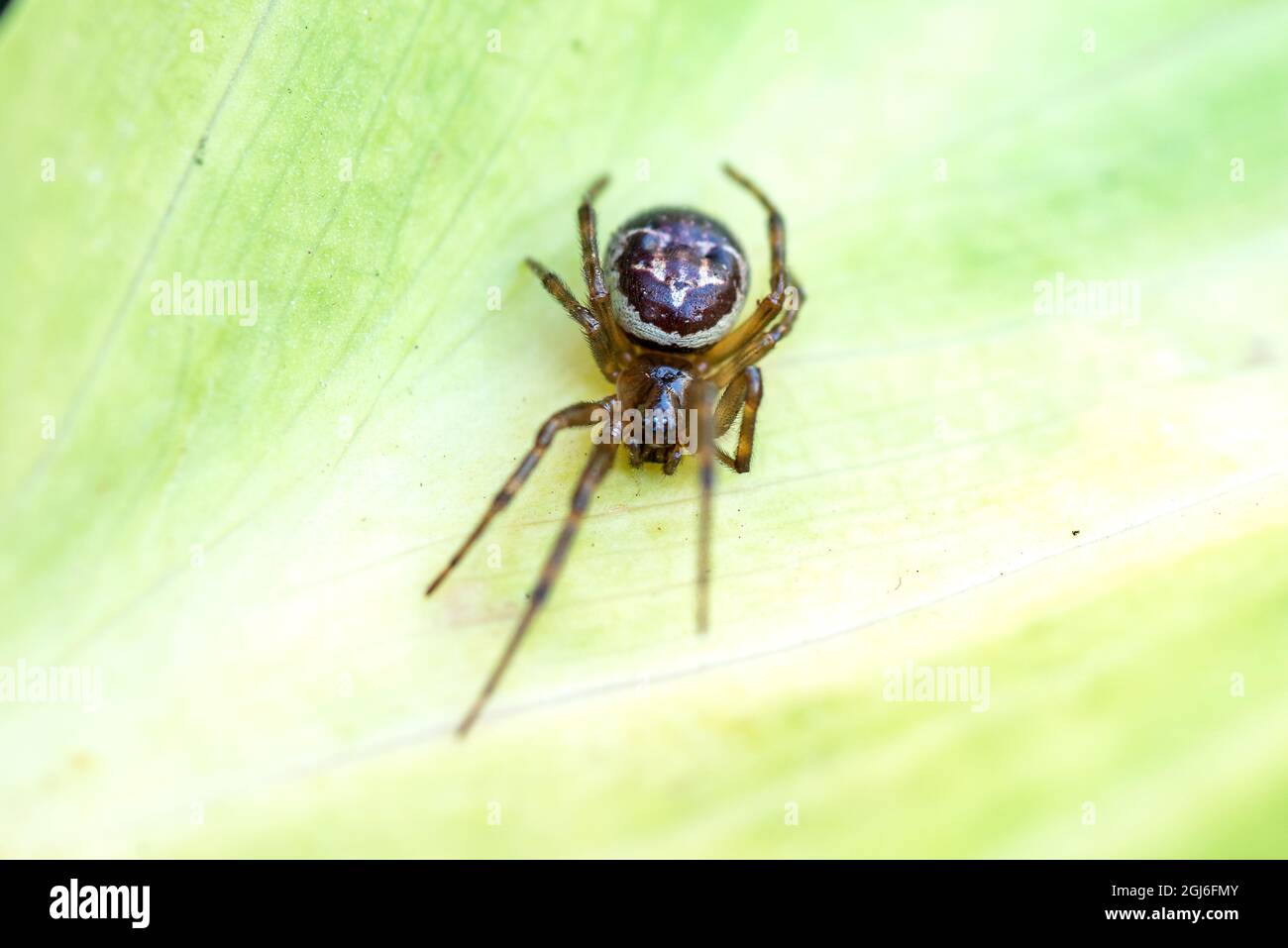 Steatoda Nobilis. Nobile falsa vedova. falsa viuda negra Foto Stock