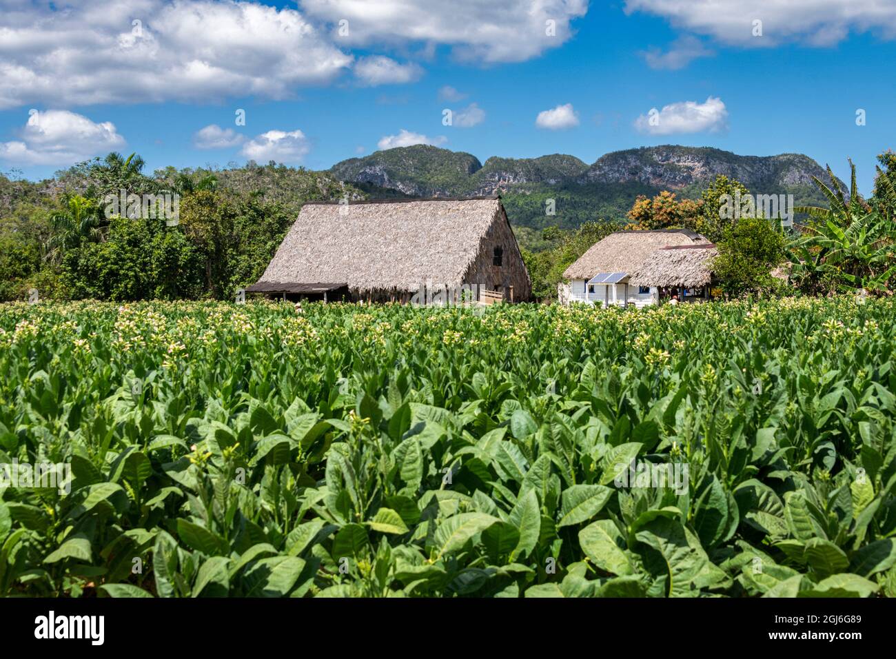 Casa e fienile circondato da campi di tabacco e mogote in Valle del Silencio vicino Vinales, Cuba. Foto Stock