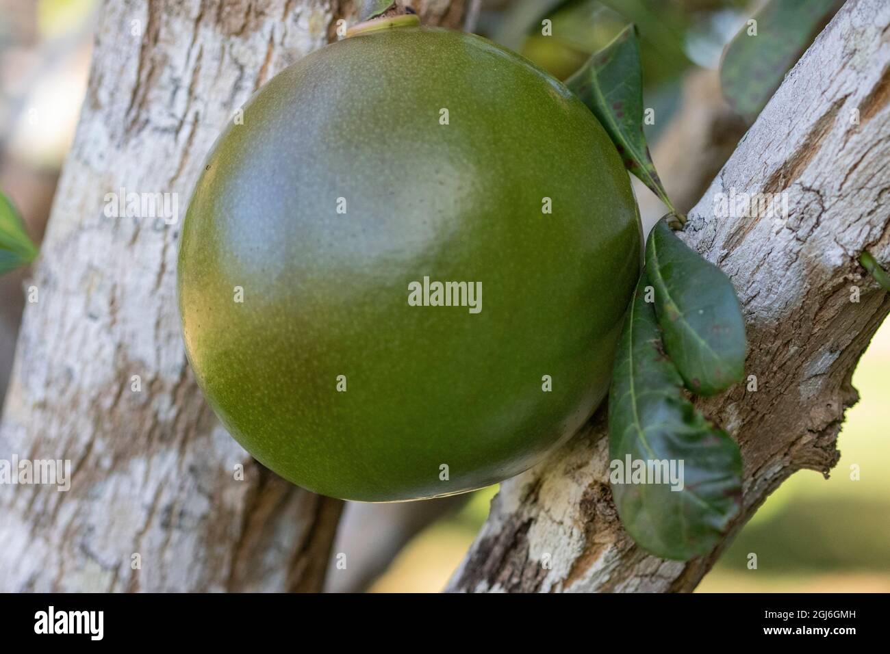 Il frutto secco dell'albero calabasino viene utilizzato per preparare maracas e tazze di caffè e per il pescatore per trasportare il pesce. Foto Stock