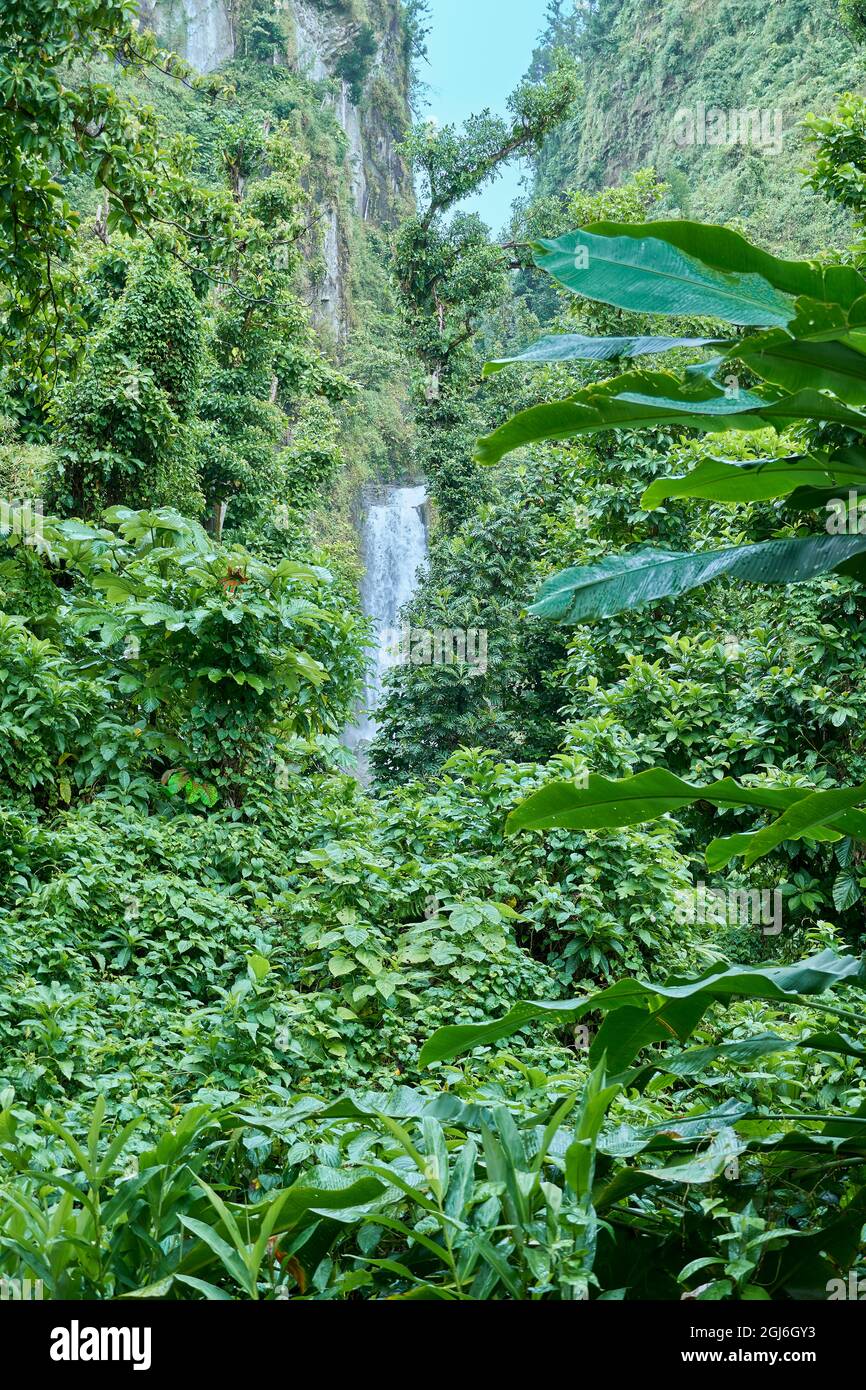 Caraibi, Indie Occidentali, Isola Dominica. Una delle attrazioni naturali più popolari di Dominica. La caduta a sinistra scende di 125 piedi e la caduta a destra (in figura) Foto Stock