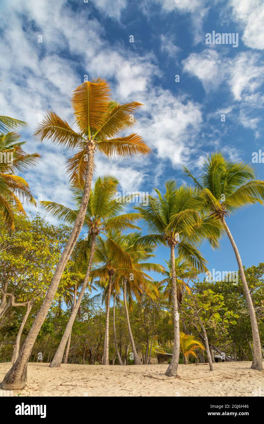 Caraibi, Grenada, isola Mayreau. Spiaggia e palme. Credit as: Don Paulson / Galleria Jaynes / DanitaDelimont. com Foto Stock