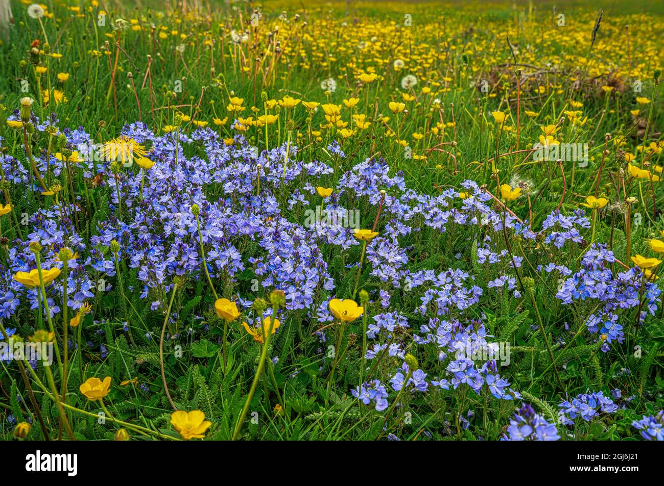 Prato fiorito con fiori blu e gialli. Abruzzo, Italia Foto Stock