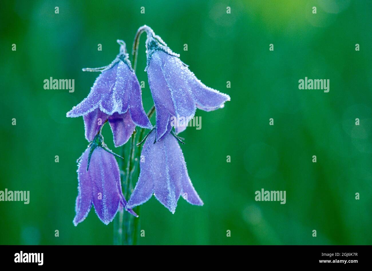Canada, British Columbia, Valemount. Foresta su fiori di harebell. Foto Stock