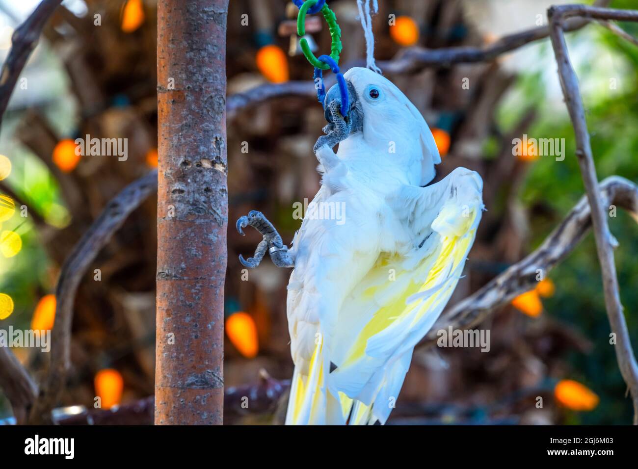 Blue Eyed Cockatoo. Specie di cockatoo di medie dimensioni minacciate dalla Nuova Guinea Foto Stock