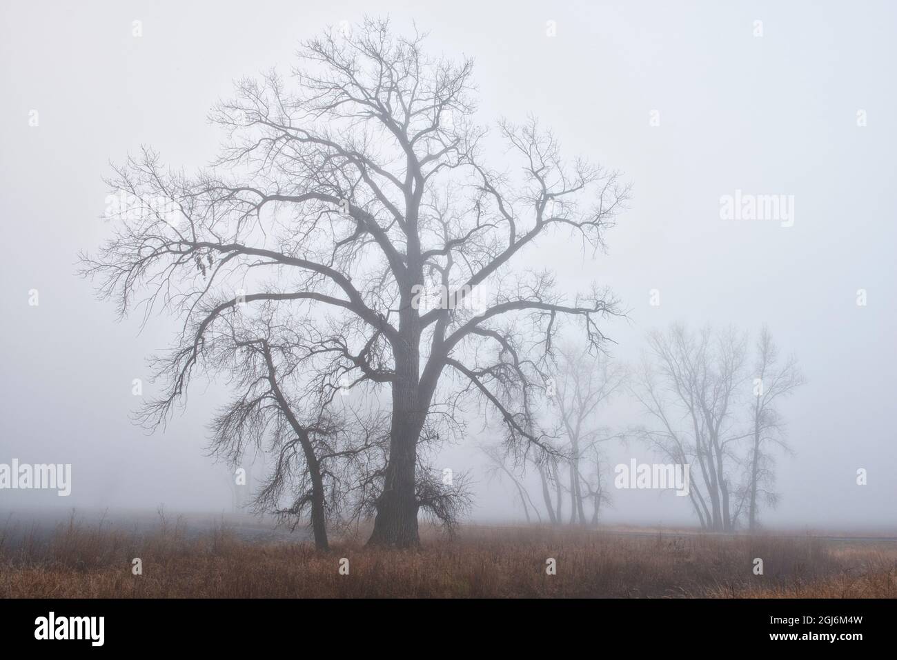 Canada, Manitoba, Grande Pointe. Albero di Cottonwood nella nebbia mattutina. Credit as: Mike Grandmaison / Jaynes Gallery / DanitaDelimont. com Foto Stock