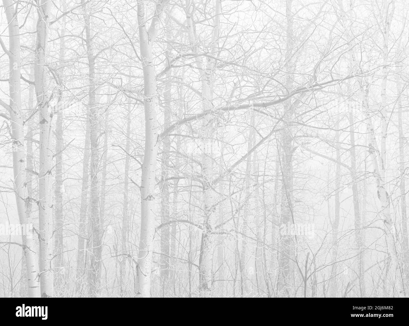 Canada, Manitoba, Winnipeg. Tremare gli alberi di aspen nella nebbia. Credit as: Mike Grandmaison / Galleria Jaynes / DanitaDelimont.com Foto Stock