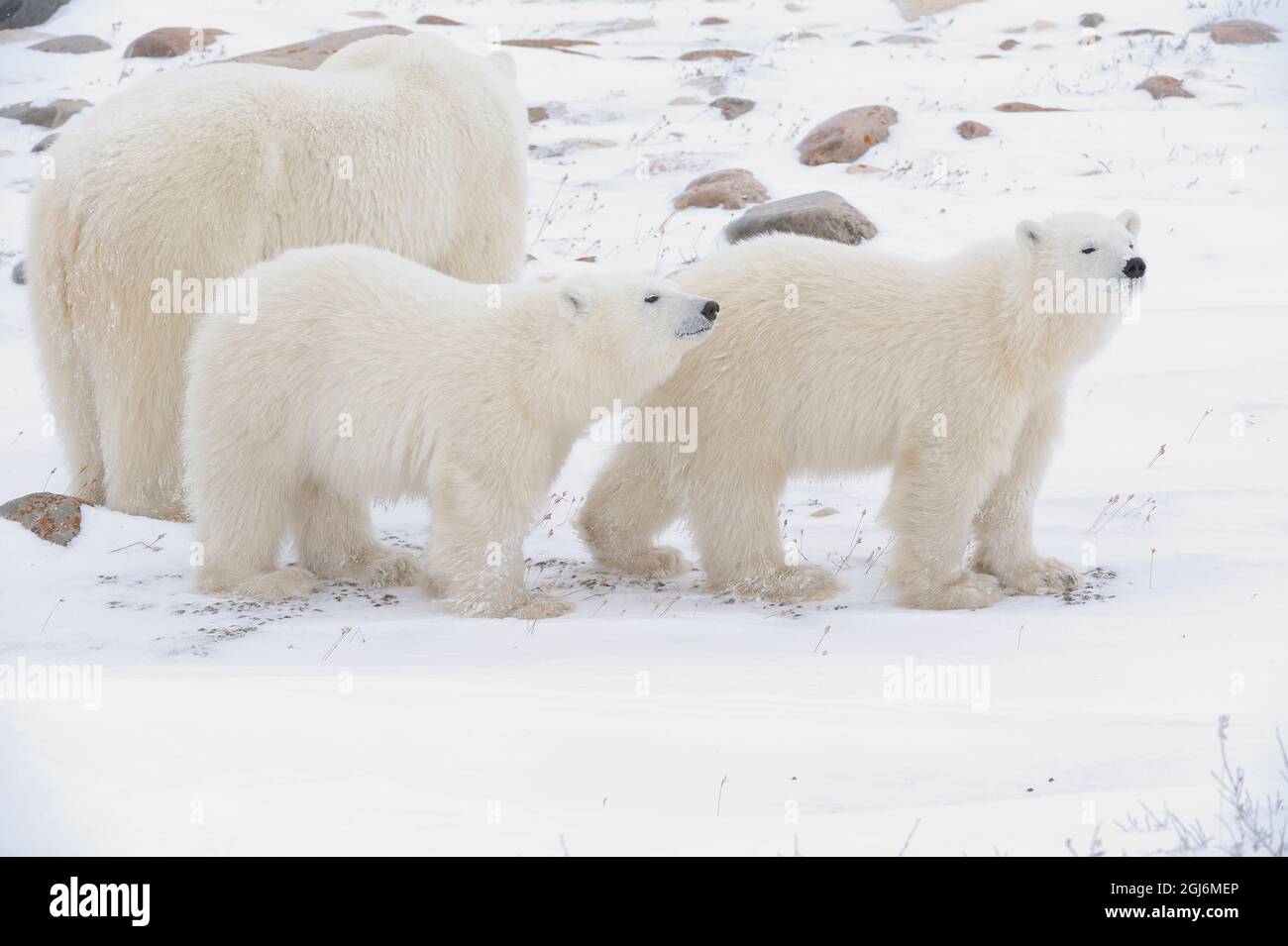 Canada, Manitoba, Churchill. Orso polare della madre e due cubetti. Foto Stock