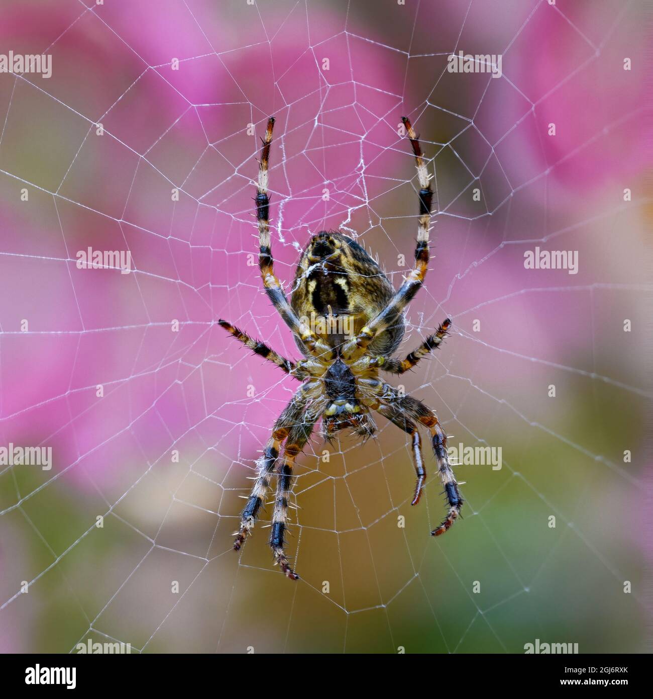 Vista dal basso di una femmina European Garden Spider (Araneus diadematus), in quanto attende immobile per essere catturato nel suo web. Foto Stock