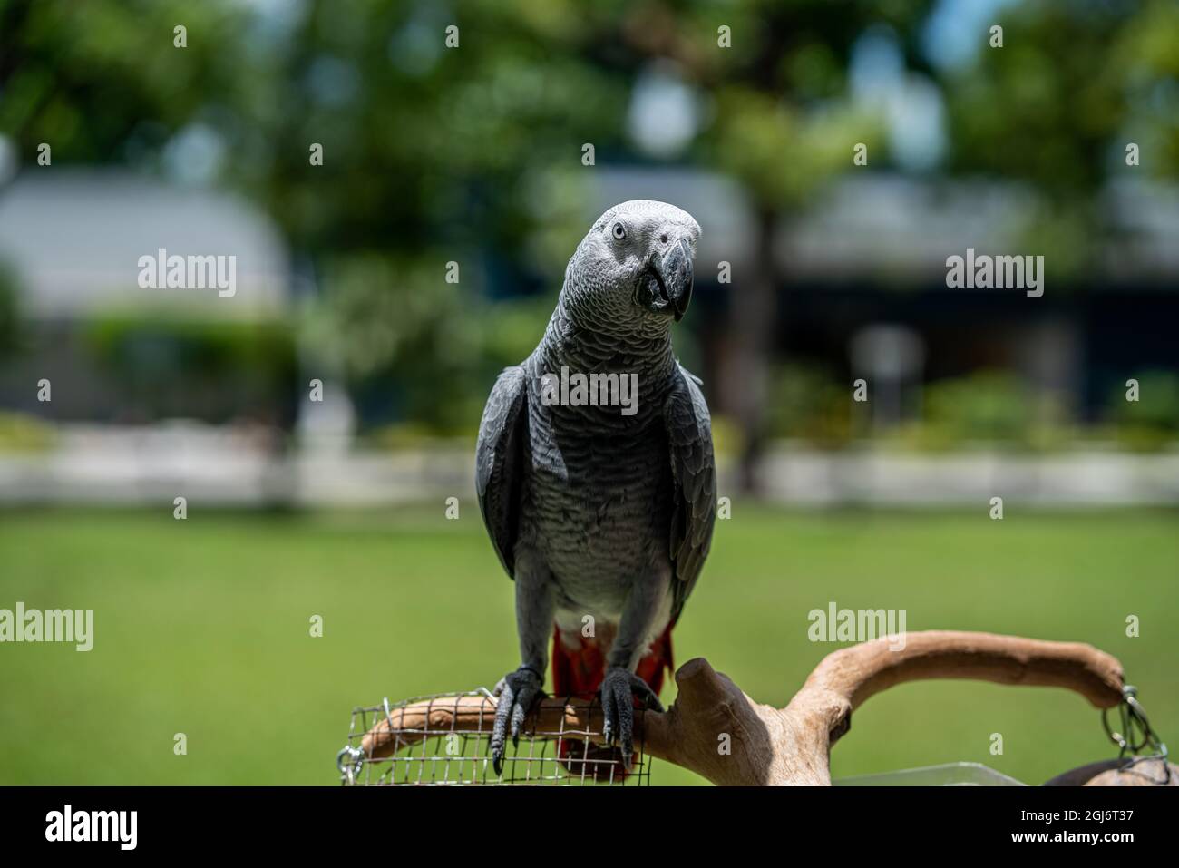 Pappagallo grigio del Congo arroccato su un ramoscello di albero su uno sfondo sfocato Foto Stock