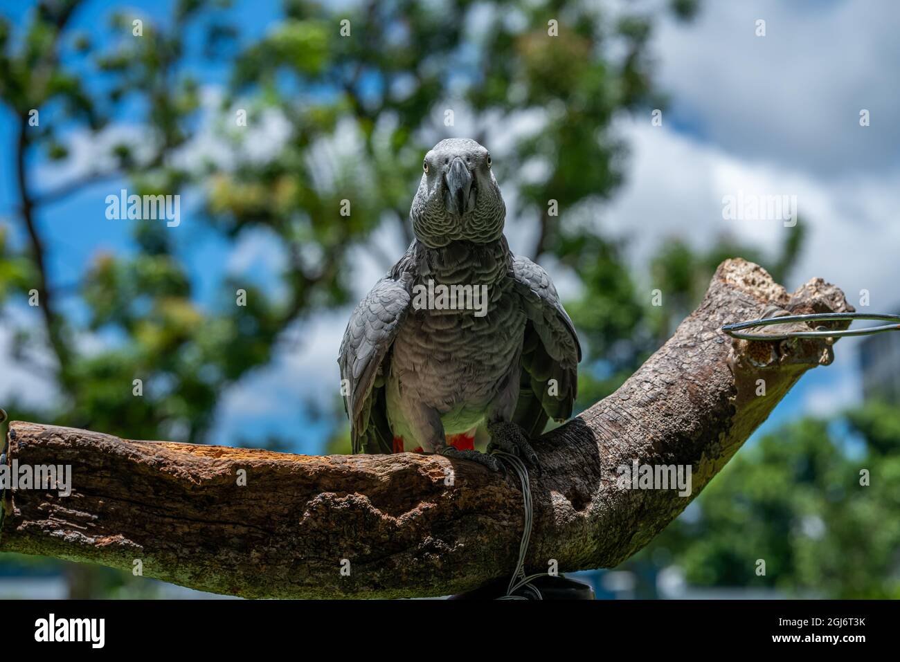 Pappagallo grigio del Congo arroccato su un ramoscello di albero su uno sfondo sfocato Foto Stock