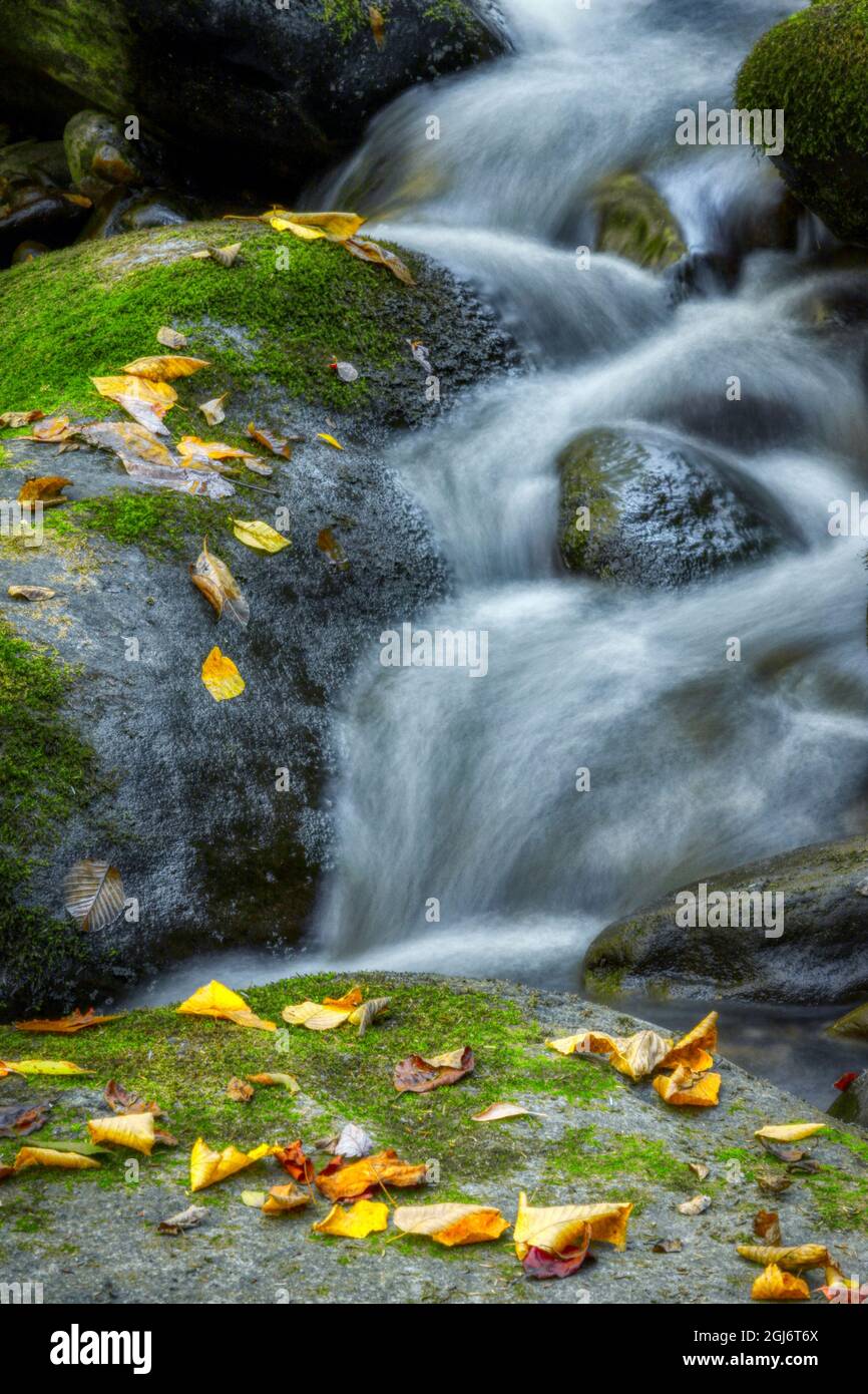 Cool Creek Cascades acqua su Mosy Boulders Foto Stock