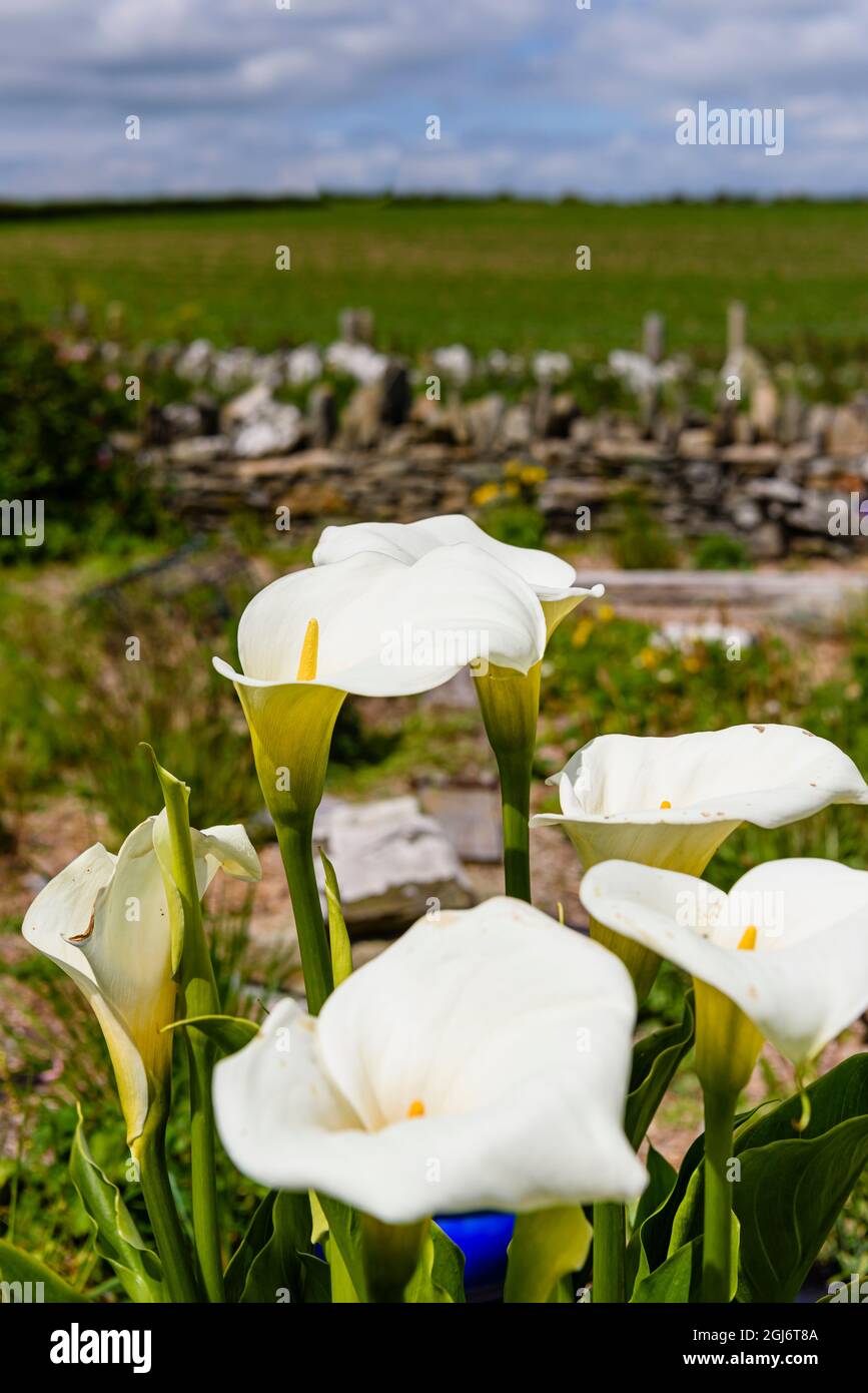 Le Lillies di Pasqua che crescono in un giardino rurale in Irlanda Foto Stock
