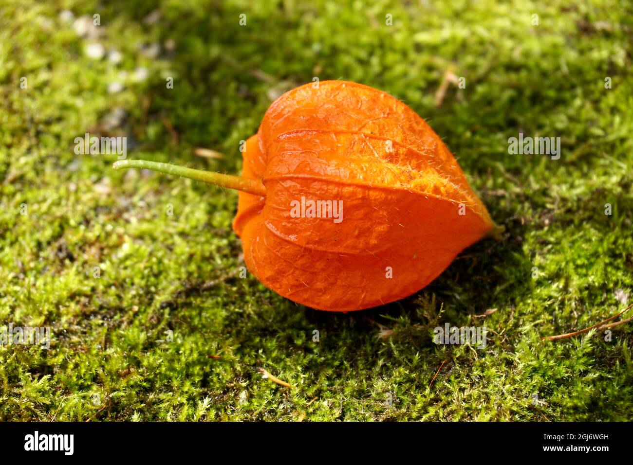 Frutto della lanterna cinese o ciliegia della vescica Physalis alkekengi  che ha una membrana arancione che racchiude frutta a grandezza di ciliegia  nel giardino Foto stock - Alamy