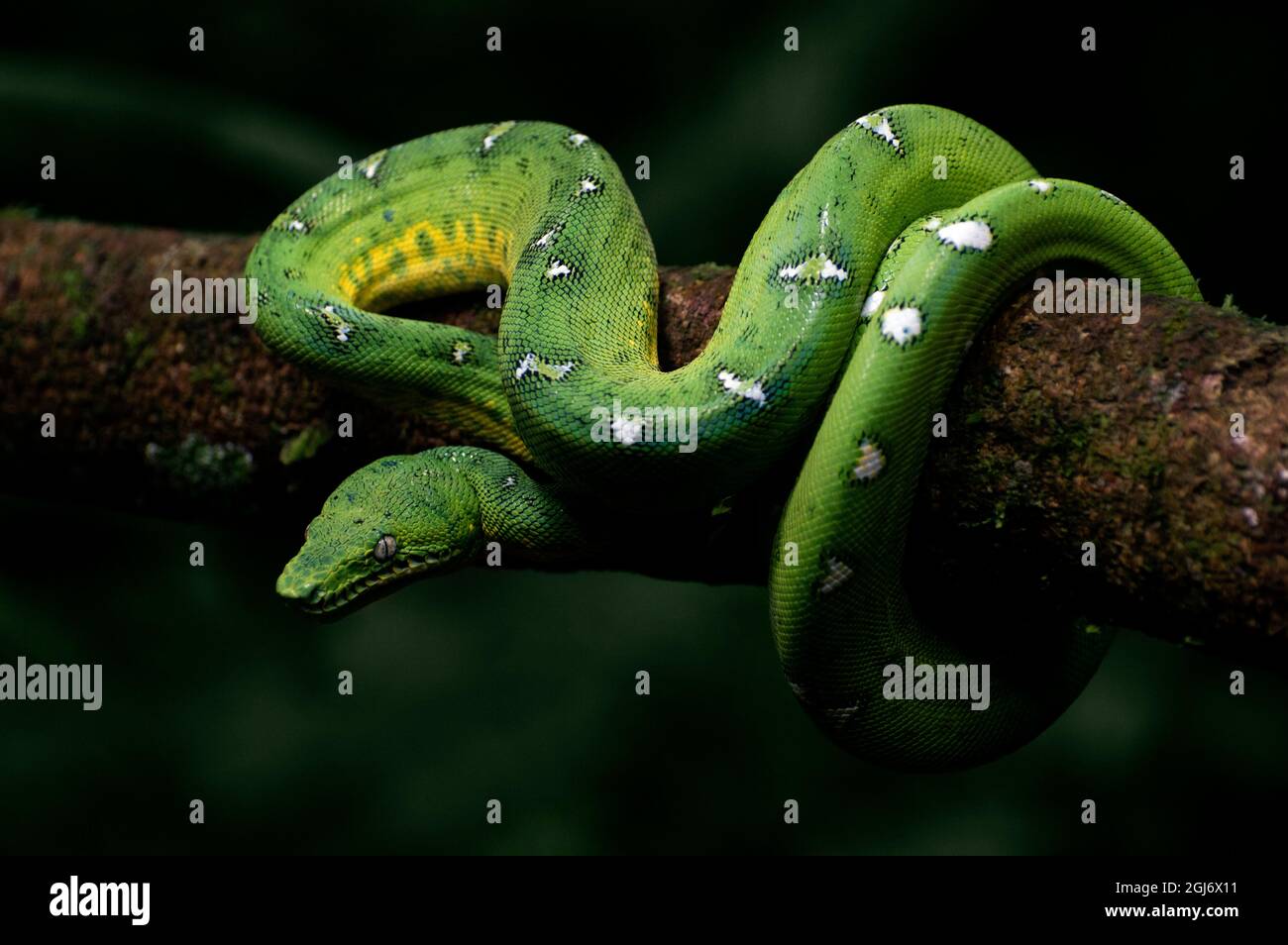 Amazzonia Basin Emerald Tree Boa (Corallus batessi) Foto Stock