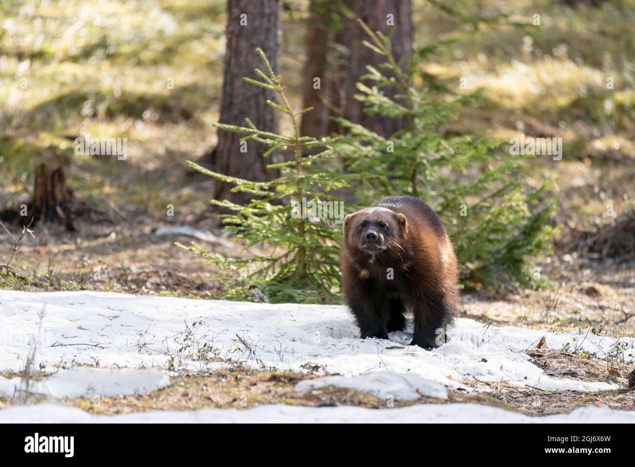 Finlandia, Regione della Carelia settentrionale, Lieksa, wolverine, Guo guo. Ritratto di una luverina. Foto Stock