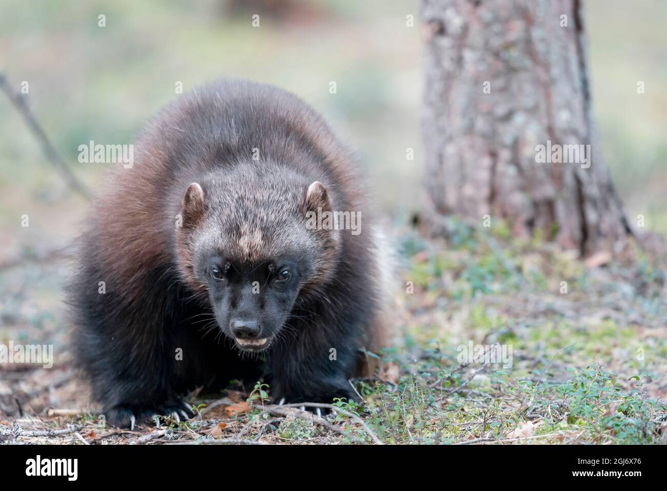 Finlandia, Regione della Carelia settentrionale, Lieksa, wolverine, Guo guo. Ritratto di una luverina. Foto Stock