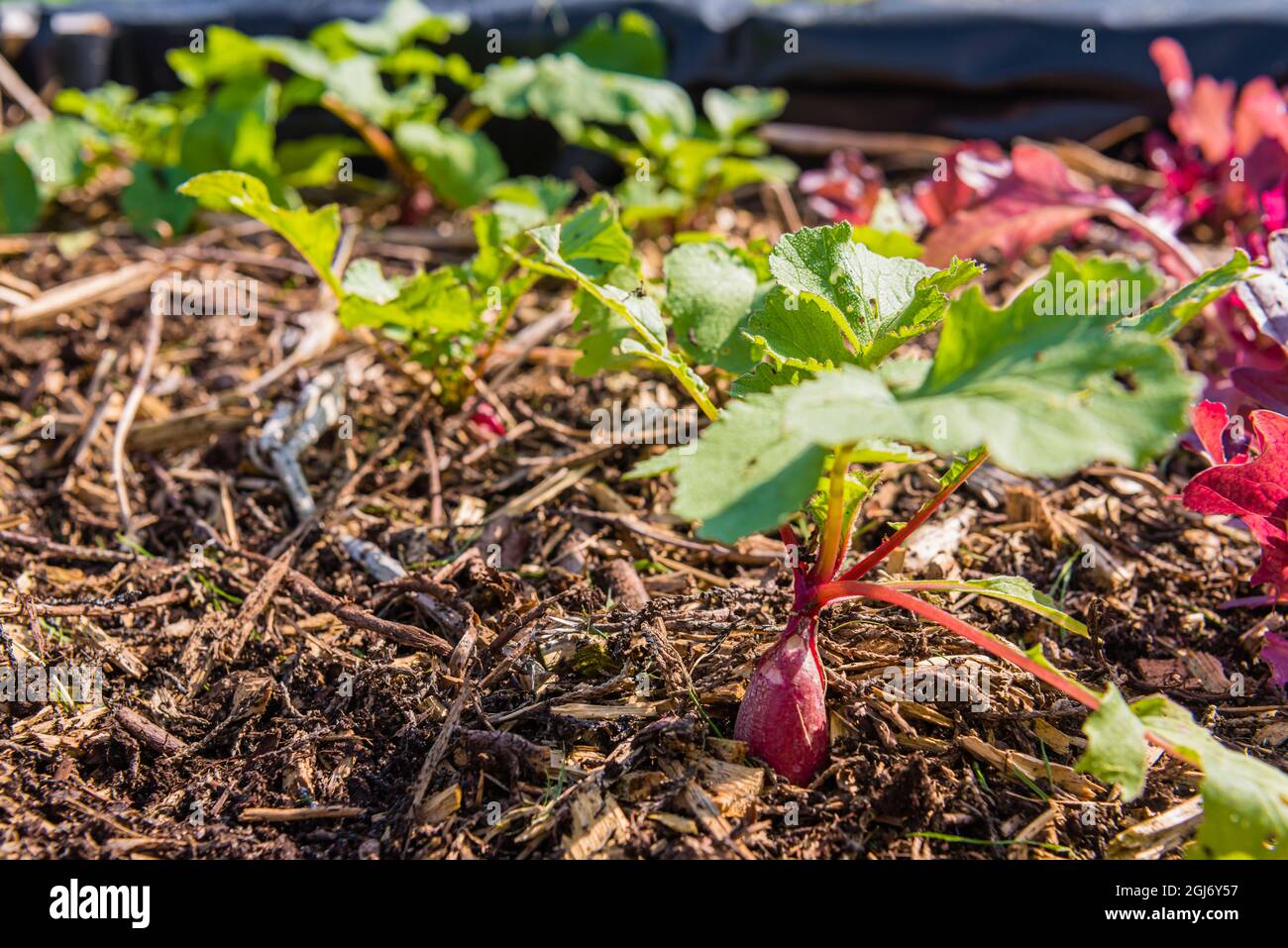 Ravanelli che crescono in un letto sollevato in un appezzamento vegetale Foto Stock